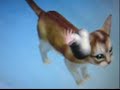 Catz PC