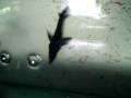 sturgeon  feeding