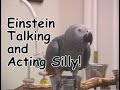 Einstein the Parrot talking and acting silly.