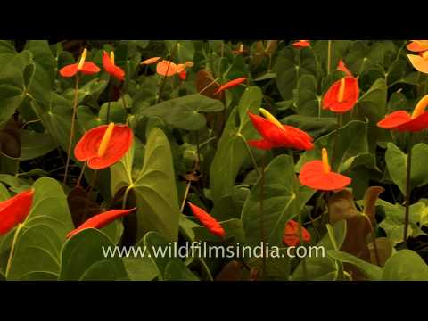 how to fertilize anthurium