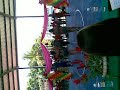 DANCE LATINO!! Concurso en Intercetis 2do lugar