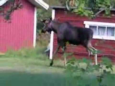 Hälge