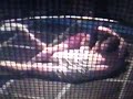 Rage in a cage #5 Russell Spencer v.s Grag Keady