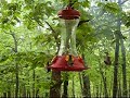 HummingBird feeder