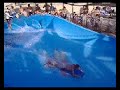 WILD WADI RESORT