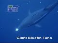 thefishingshow Underwater Tuna