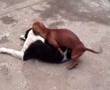 Perro salchicha gay