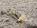 Crabs in Mexico