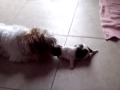 shit tzu Papa, Lenny K