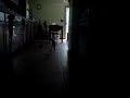 Baby goat playing