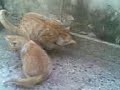 My Cat Gone crazy My Cat Gone crazy