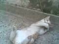 videos de My Cat Gone crazy