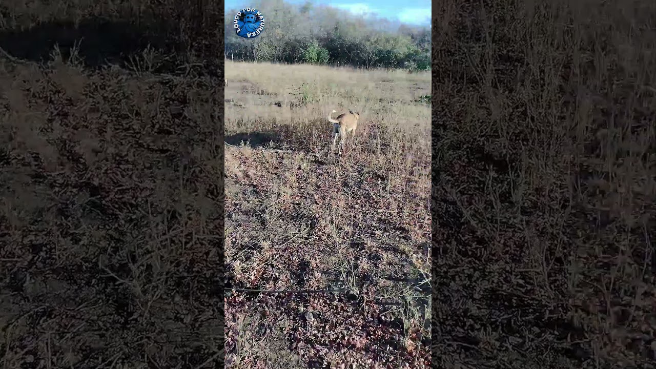 Ninho de Rolinha