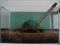 Aquario Plantado 20 Litros, sistema de CO2 biologico (garrafa pet, fermento, açucar e bicarbonato), Filtro externo 100 litros/hora, substrato (Humus de Minhoca, Areira Média 50%), Cascalho fino.Fauna: Cardume paulistinhas, 2 gupies, 2 acaras Bandeira 