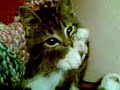 Oscar the kitten n foot