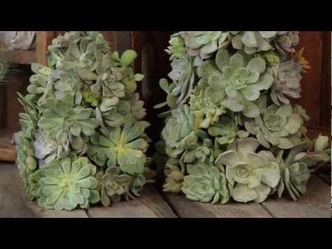 how to transplant baby succulents