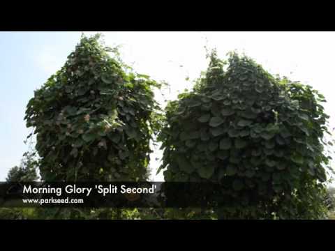 how to transplant morning glory vines