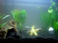 axolotl - the one and only axolotl - the one and only
