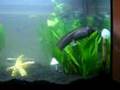 axolotl - the one and only