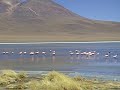 Flamands Roses sur une lagune en Bolivie