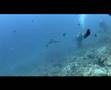 PadangBai - Shark Point at Mimpang & Tepekong