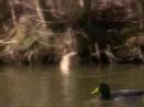 Fowl Habits and The Philandering Duck