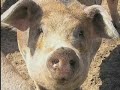 el mundo de los animales   dvd  de 1 a 4 años 