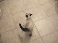 Chat siamois qui dit Michèle Chat siamois qui dit Michèle
