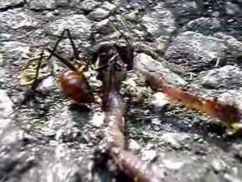 Giant Ant Vs Earthworm