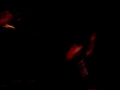 Black Dahlia Murder LIVE Black Dahlia Murder LIVE
