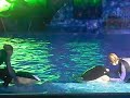 Shamu Rocks Part Two Shamu Rocks Part Two