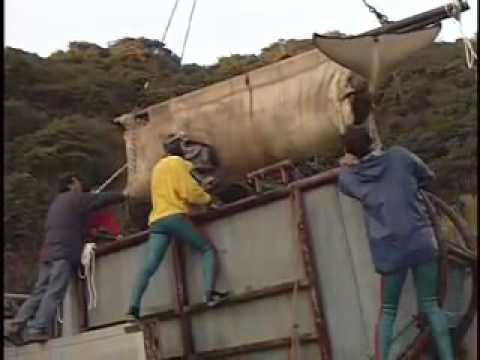 Orca Pod Destroyed In Japan