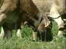 Herbivores Herbivores