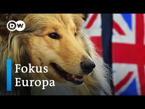 Brexit-Panik bei den Corgi-Zchtern | Fokus Europa