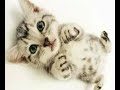 gorgeus slideshow whit cute animals... mijto tare...enjoy