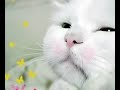 gorgeus slideshow whit cute animals... mijto tare...enjoy gorgeus slideshow whit cute animals... mijto tare...enjoy
