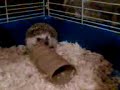 [Video]