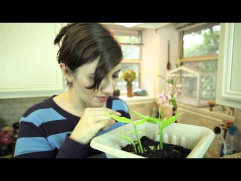 how to transplant spring onions