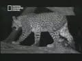 AMAZING ANIMAL ATTACK AMAZING ANIMAL ATTACK