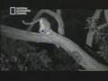 AMAZING ANIMAL ATTACK