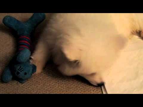 how to train samoyed