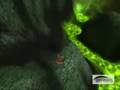 World of Warcraft Warlock vs. Druid