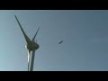 Buzzard Gets Clipped By Wind Turbine