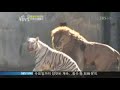 White Tigress Vs Lion, Who Wins ?