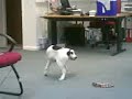 All dog play pt2