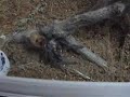 C.cyaneopubescens eat lateralis
