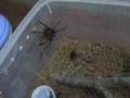 C.cyaneopubescens eat lateralis