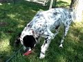 Pepper the Setter