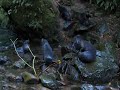 kaikoura seals