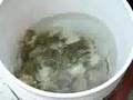 Snapping Scallops in a Bucket!